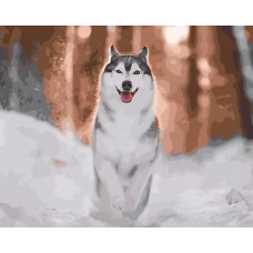 Картина по номерам Paintboy Красота хаски, 40x50 см