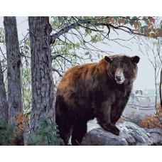 Картина по номерам Цветной Бурый медведь, 40x50 см