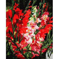 Картина по номерам Цветной Красные гладиолусы, 40x50 см