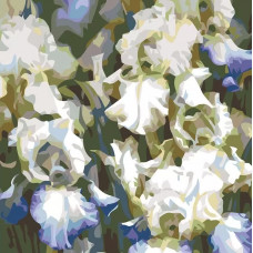 Картина по номерам Живопись по Номерам Белые ирисы, 40x40