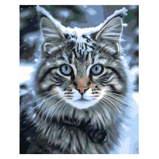 Голубоглазый кот Голубоглазый кот